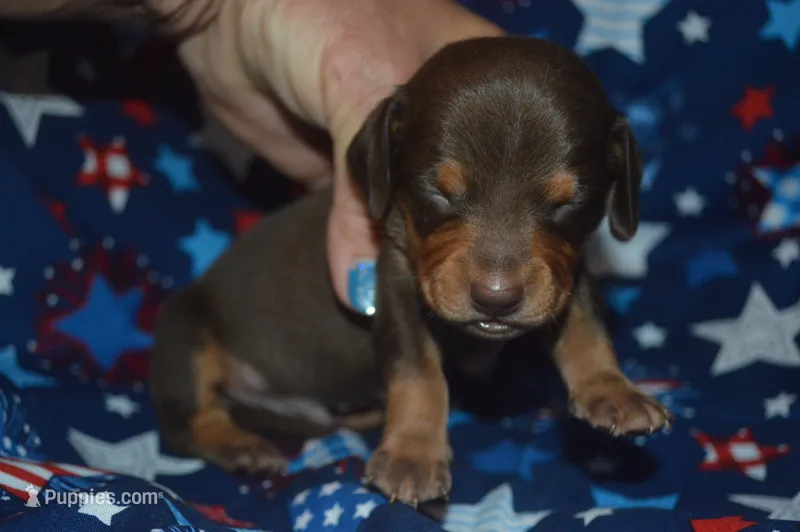 Chocolate Tan Male – Miniature Dachshund puppy for sale in Sylvia, KS