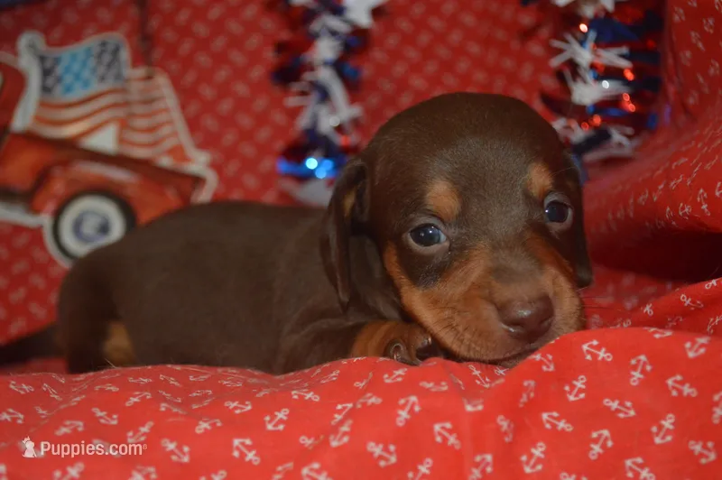 Chocolate Tan Male – Miniature Dachshund puppy for sale in Sylvia, KS