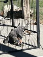 MOH Blue Male, a male Weimaraner for sale in Sylvia, KS – 2 of 4