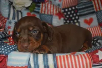 Chocolate Tan AKC/PRA Clear , a male Miniature Dachshund for sale in Sylvia, KS – 5 of 8
