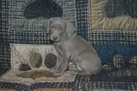 processed/cd879359-c954-41b2-87a7-7854c3187ec3/listing/43c41cdc-485f-4cd2-909c-b8acf199b5e7/16fe751e-abc7-44eb-b347-ae16f54dea23