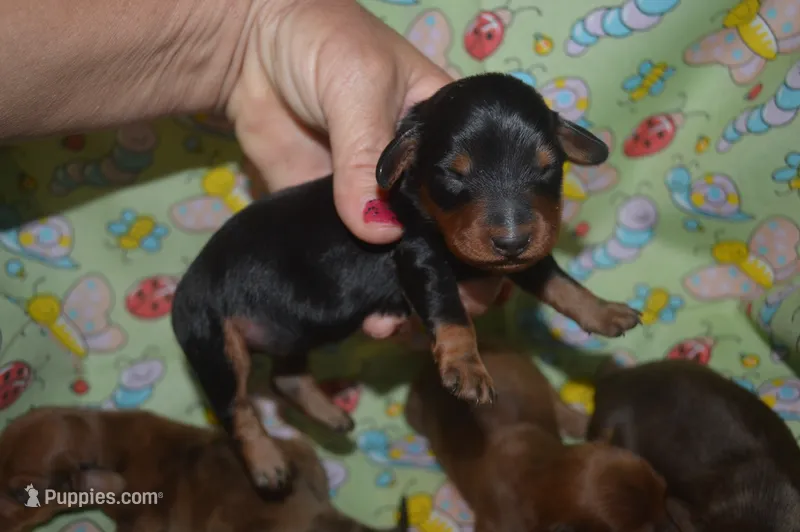 Black and Tan Male  – Miniature Dachshund puppy for sale in Sylvia, KS