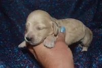 Cream Female AKC/PRA Clear , a female Miniature Dachshund for sale in Sylvia, KS – 3 of 5