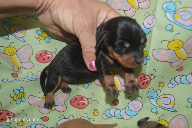 Black and Tan Female  – Miniature Dachshund puppy for sale in Sylvia, KS