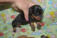 Black and Tan Female , a male Miniature Dachshund for sale in Sylvia, KS – 1 of 4