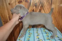 Longhair Female  , a female Weimaraner for sale in Sylvia, KS – 8 of 10