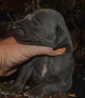 Blue Male , a male Weimaraner for sale in Sylvia, KS – 2 of 4