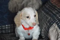 Conner AKC/PRA Clear , a male Miniature Dachshund for sale in Sylvia, KS – 2 of 5