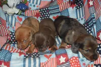 Dapple Female PRA Clear, a female Miniature Dachshund for sale in Sylvia, KS – 8 of 8
