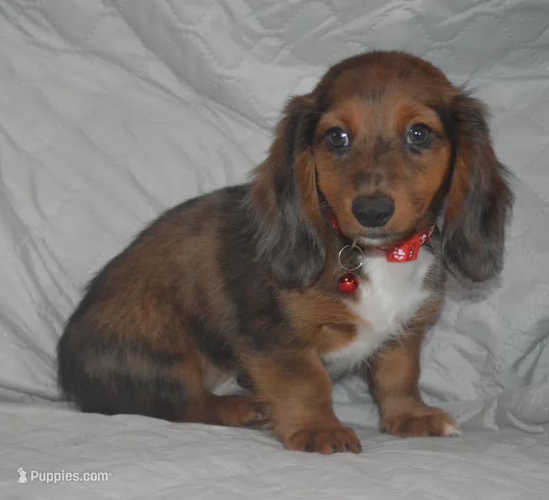 DAPPLE Male AKC/PRA Clear  – Miniature Dachshund puppy for sale in Sylvia, KS
