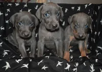 Female , a male Weimaraner for sale in Sylvia, KS – 3 of 5