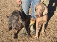 Victoria , a female Weimaraner for sale in Sylvia, KS – 3 of 4