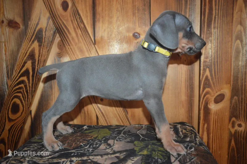 MOH Female  – Weimaraner puppy for sale in Sylvia, KS