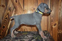 MOH Female , a male Weimaraner for sale in Sylvia, KS – 1 of 4