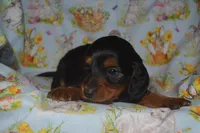 BK/Tan LongHair Male , a male Miniature Dachshund for sale in Sylvia, KS – Photo 4 of 5