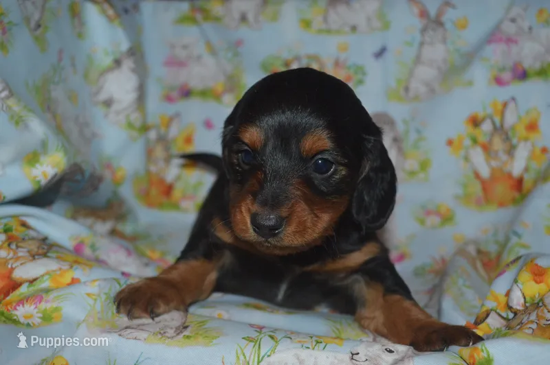 BK/Tan LongHair Male  – Miniature Dachshund puppy for sale in Sylvia, KS