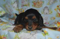BK/Tan LongHair Male , a male Miniature Dachshund for sale in Sylvia, KS – Photo 5 of 5