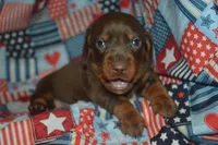 Chocolate Tan AKC/PRA Clear , a male Miniature Dachshund for sale in Sylvia, KS – 1 of 8