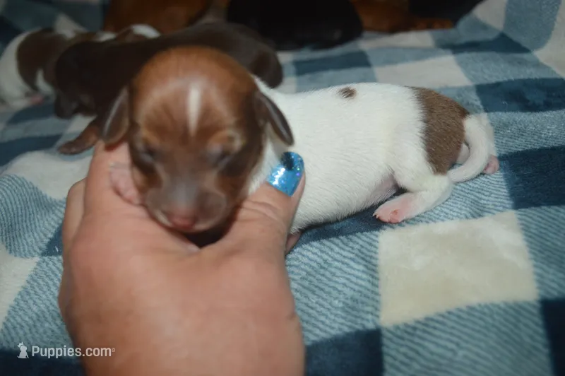Pie Female  – Miniature Dachshund puppy for sale in Sylvia, KS