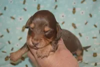 Chocolate/Tan Male , a male Miniature Dachshund for sale in Sylvia, KS – 3 of 6