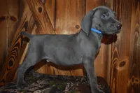 Blue Male , a male Weimaraner for sale in Sylvia, KS – 2 of 6