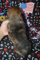 Dapple LH Male , a male Miniature Dachshund for sale in Sylvia, KS – 3 of 5