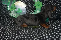 Dapple Male , a male Miniature Dachshund for sale in Sylvia, KS – Photo 2 of 5