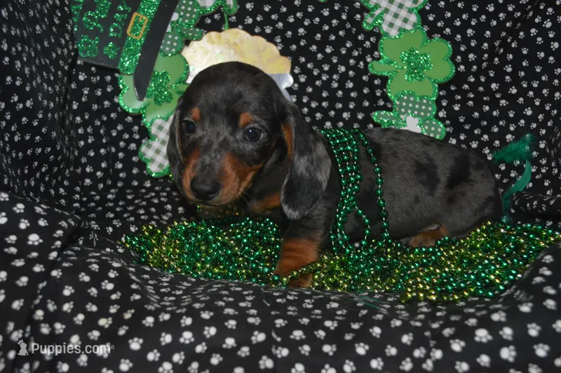Dapple Male  – Miniature Dachshund puppy for sale in Sylvia, KS