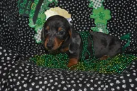 Dapple Male , a male Miniature Dachshund for sale in Sylvia, KS – Photo 1 of 5