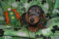 Dapple Male , a male Miniature Dachshund for sale in Sylvia, KS – Photo 8 of 8