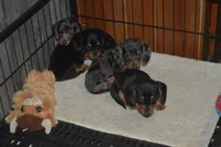 Dapple Male , a male Miniature Dachshund for sale in Sylvia, KS – Photo 4 of 5