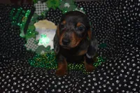 Dapple Male , a male Miniature Dachshund for sale in Sylvia, KS – Photo 3 of 5