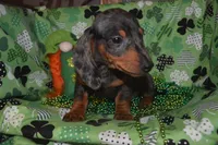 Dapple Male , a male Miniature Dachshund for sale in Sylvia, KS – Photo 7 of 8