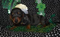 Dapple Male , a male Miniature Dachshund for sale in Sylvia, KS – Photo 5 of 5