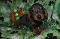 Dapple Male , a male Miniature Dachshund for sale in Sylvia, KS – Photo 6 of 8