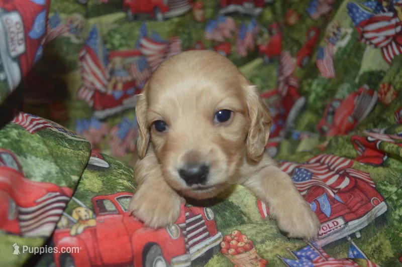 Cream Female AKC/PRA Clear  – Miniature Dachshund puppy for sale in Sylvia, KS