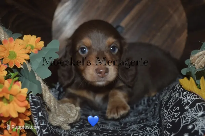 Chocolate/Tan  – Miniature Dachshund puppy for sale in Sylvia, KS