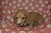 Red Male AKC/PRA Clear , a male Miniature Dachshund for sale in Sylvia, KS – 4 of 5
