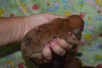 DAPPLE Male , a male Miniature Dachshund for sale in Sylvia, KS – 2 of 7