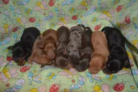Black and Tan Male , a male Miniature Dachshund for sale in Sylvia, KS – 3 of 4
