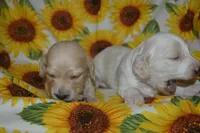 Cream/Pie Male AKC/PRA Clear  , a male Miniature Dachshund for sale in Sylvia, KS – 5 of 6