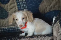 Conner AKC/PRA Clear , a male Miniature Dachshund for sale in Sylvia, KS – 4 of 5
