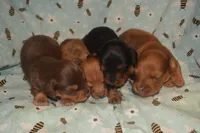 Chocolate/Tan Male , a male Miniature Dachshund for sale in Sylvia, KS – 6 of 6