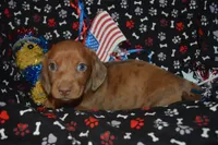 Dapple Female SM, a female Miniature Dachshund for sale in Sylvia, KS – 3 of 4