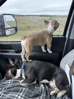 JuneBug, a female French Bulldog for sale in Sylvia, KS – 4 of 4