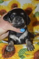 BK/Cream AKC/PRA Clear , a female Miniature Dachshund for sale in Sylvia, KS – 5 of 6