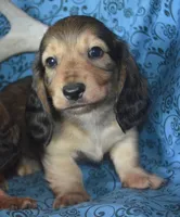 Shaded Cream Male , a male Miniature Dachshund for sale in Sylvia, KS – 2 of 4