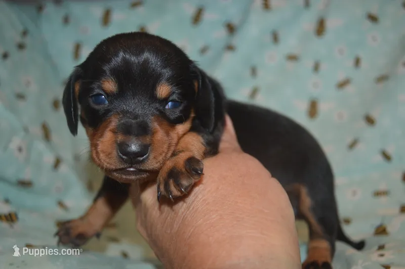 Black and Tan Female  – Miniature Dachshund puppy for sale in Sylvia, KS