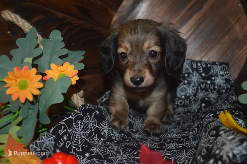 Shaded Cream AKC/PRA Clear  – Miniature Dachshund puppy for sale in Sylvia, KS