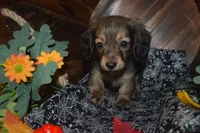 Shaded Cream AKC/PRA Clear , a male Miniature Dachshund for sale in Sylvia, KS – 1 of 3